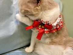 -MOYOYO猫咪咖啡店
