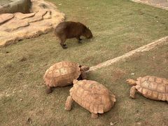 -海南热带野生动植物园