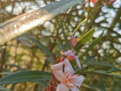 -广西壮族自治区药用植物园