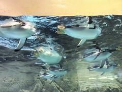 -成都浩海立方海洋公园