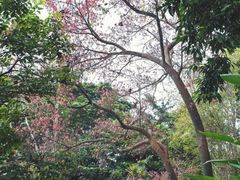 -中国科学院西双版纳热带植物园