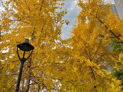 -重庆市江北嘴中央商务区中央公园