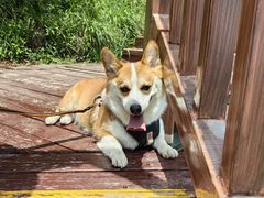 -米苏动物医院·犬猫专科·骨科外科内窥镜