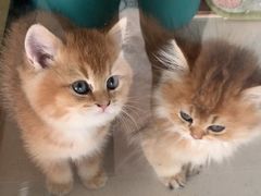 -糯米喵星人总部直营旗舰店·猫舍·幼猫出售