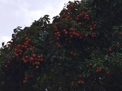 -长洲岛