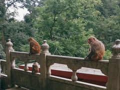 -黔灵山公园