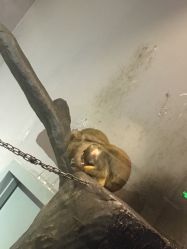 -未来动物城动物主题公园(大悦城店)