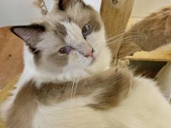 -猫宠乐园·专业洗护