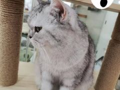 -喵园·猫主题咖啡厅·撸猫·猫咖(国贸店)