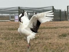 -盐城丹顶鹤湿地生态旅游区