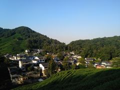 -龙井村