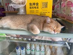 -飞行喵MR PILOT|猫舍·猫咖(静安大融城店)