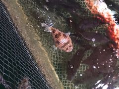 河豚-蓝湾碧波·老字号·疍家非遗海上餐厅
