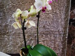 -九华山聚龙大酒店