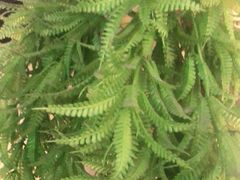 -醉小酒馆·川菜·江湖菜·重庆菜(观音桥旗舰店)