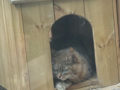 -青藏高原野生动物园