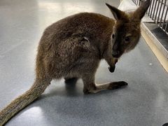 -爱侣宠医·鹦鹉专科·小型哺乳类·异宠专科(灵石路店)