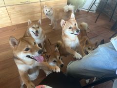 -柴犬高等学院·狗咖·柴犬售卖·宠物训练