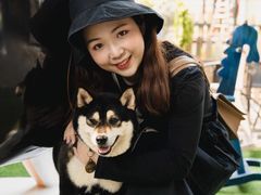 -柴犬高等学院·狗咖·柴犬售卖·宠物训练