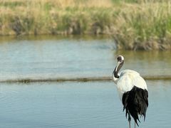 -盐城丹顶鹤湿地生态旅游区