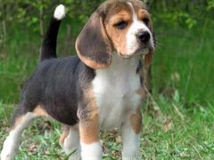 -宠福鑫康馨动物医院·骨科·眼科