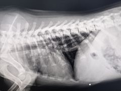 -可蒙动物医院·猫科·骨科中心(首义路店)