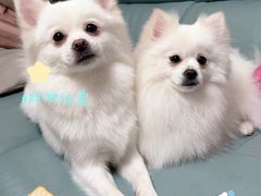-芭比堂动物医院·犬猫全科·异宠专科(雁塔分院)