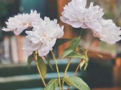 -NLFS1983咖啡花园餐厅(锦桂店)