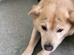 -安安宠医·安宠宠物医院