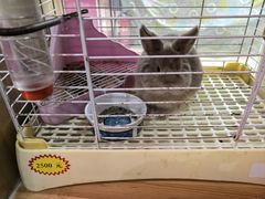 -宠物兔专门店(天丰利市场店)