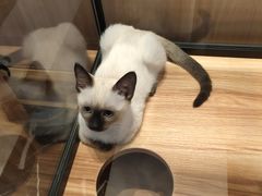 -袖虎·猫馆(体育西路店)