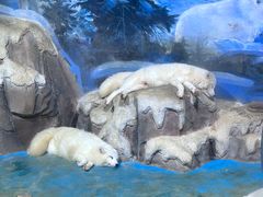-海合安武汉极地海洋公园