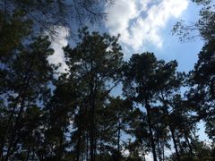 -南宁良凤江国家森林公园