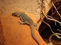 -帕帕拉兹宠物(亚洲旗舰店)