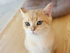 -Heymao猫咖.咖啡厅(东门店)