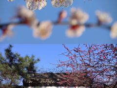 -杭州植物园