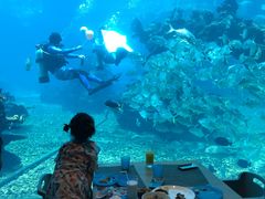 -海棠湾洲际-涛·海底餐厅·美人鱼·自助餐·海底隧道