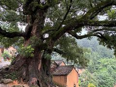 -杨家堂村