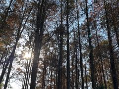 -深圳仙湖植物园