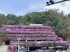 -深圳仙湖植物园