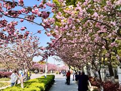 -高东镇樱花园