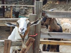 -北京鹿世界主题园