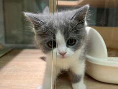 -BABIT巴比特宠物(MOMOPARK店)