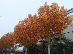 -呷哺呷哺 黄金牧场 (欢乐谷店)
