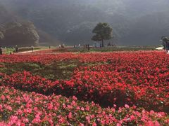 -广州市石门国家森林公园