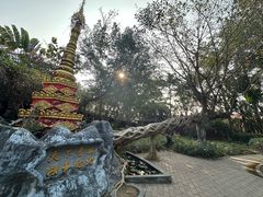 -瑞丽独树成林风景区