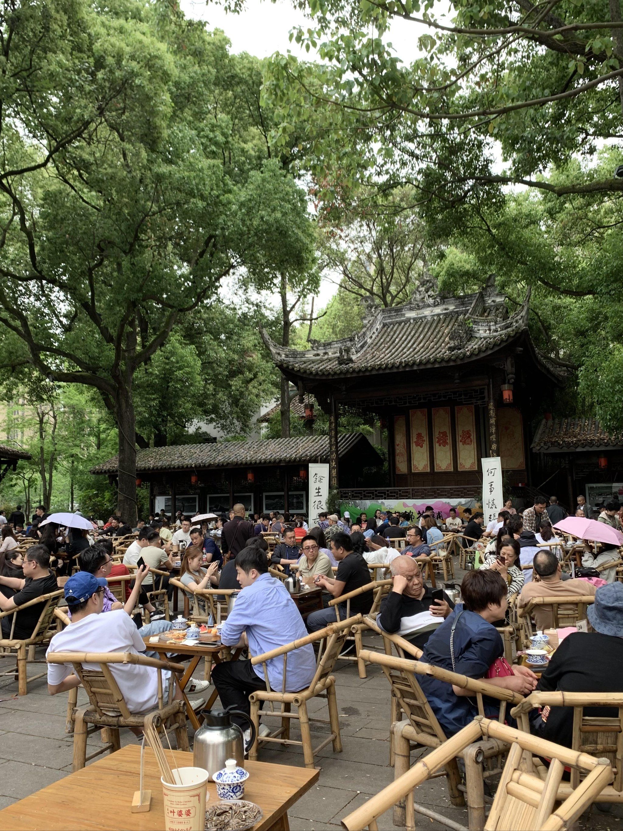 海选成都品茶工作室深秋银杏树下的圆桌闲茶