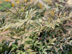 -中国大熊猫保护研究中心雅安碧峰峡基地