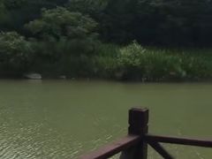 -大塘金香草谷
