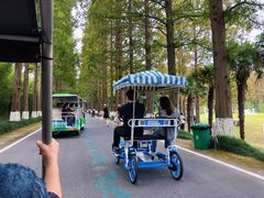 -黄海国家森林公园